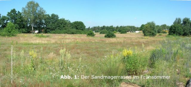 Der Sandmagerrasen im Frühjahr, Schalkhauser