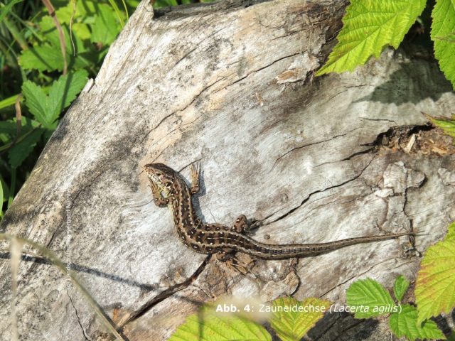 Zauneidechse, Dürnberger 2013