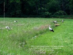 Abb.5: Die Wässerwiesen sind eine wichtige Futterquelle für Störche, besonders zu Wässerungszeiten. Störche auf einer Wässerwiese der Rednitz bei Reichelsdorf