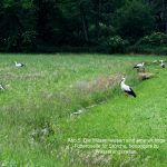 Störche auf Wässerwiesen