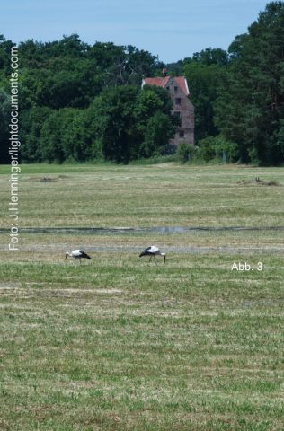 Störche während der Wässerung