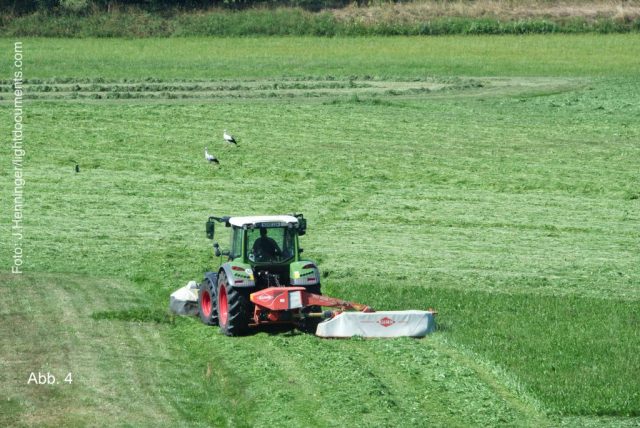 Störche profitieren von Wiesenmahd