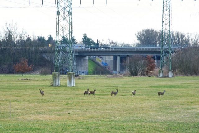 Ein Sprung Rehe auf den Wiesen vor der Südwesttangente