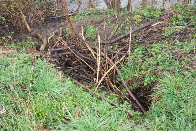 Eine frische Biberburg gefährdet das Ufer und die Bewässerungsanlagen