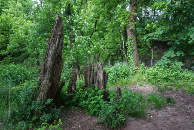 Die alte Pappel - langsam verschwinden die letzten Spuren