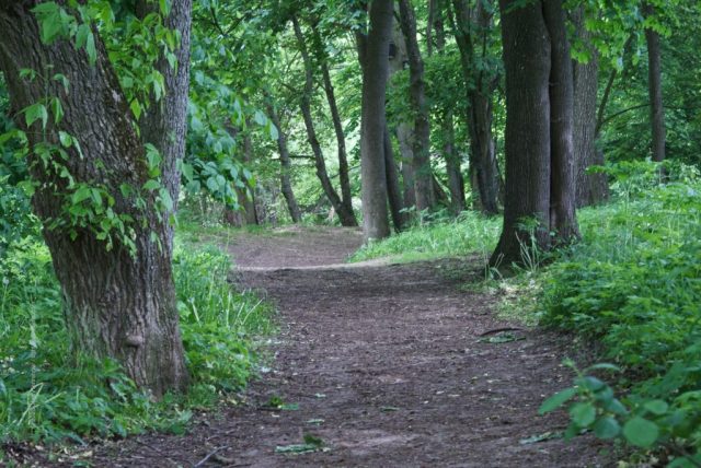 Der Weg durch das Arboretum