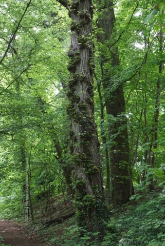 Ungewohnter Stammbewuchs