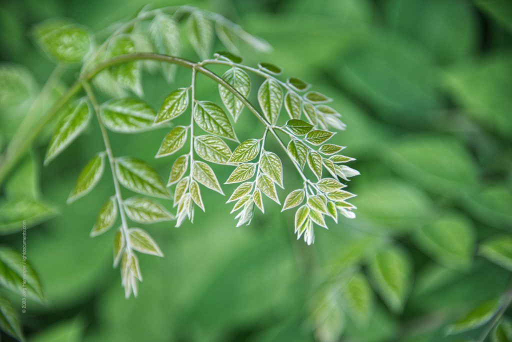 Junge Geweihbaum-Blätter