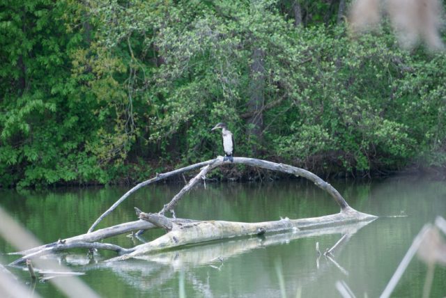 Fischrevier für Kormoran Fischrevier für Kormoran
