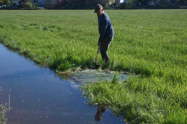 Der Wässerer leitet das Wasser in die Wiese