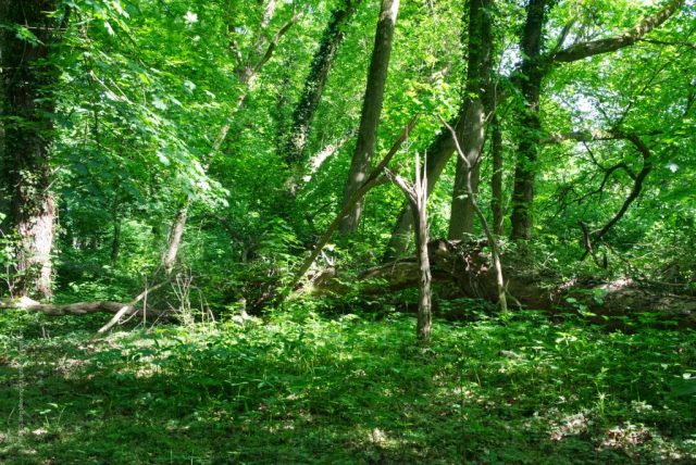 Wachsen und Vergehen