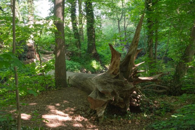Naturbelassener Wald auf der Insel