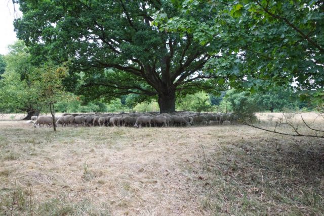 Schafe im Hainberg Schafherde sucht Schatten unter dem Baum