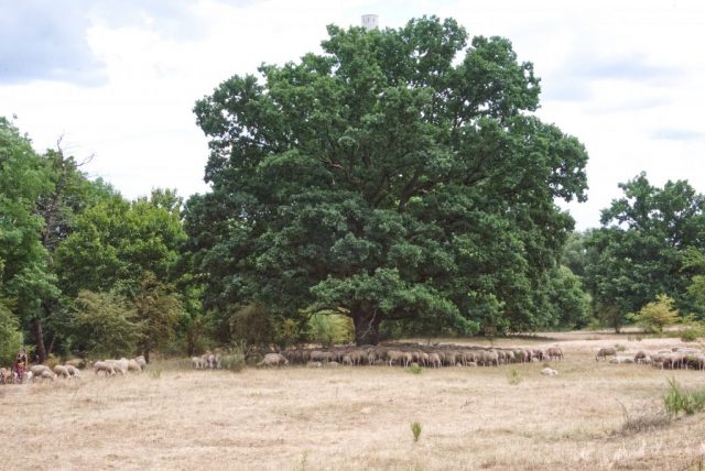 Hainberg-Schafe Schafe kümmern sich um die Biotoppflege