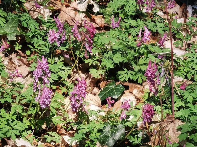 Gefingerter Lerchensporn im Frühjahr ©St.S