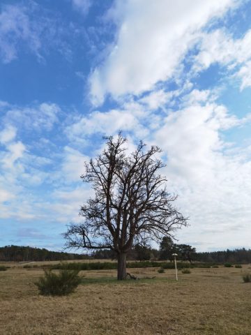 Einsame Eiche ©St.S