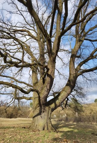 Eine der mächtigen Eichen ©St.S