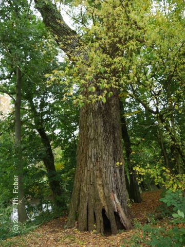 Die alte Pappel - hohl aber aufrecht.