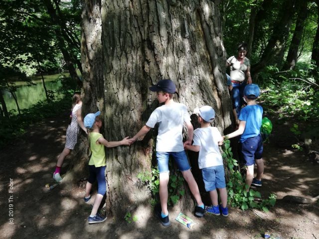Die alte Pappel - viele Arme lang ist ihr Umfang