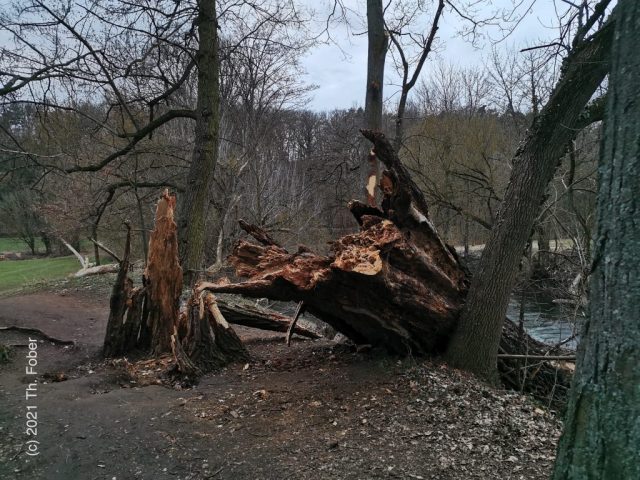 Die alte Pappel - der Wind fegte sie um.