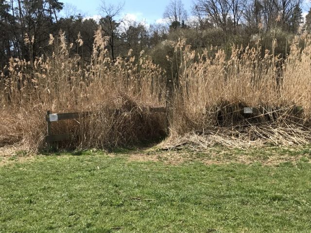 Schilfgürtel des Wolkersdorfer Sees Schilfgürtel des Wolkersdorfer Sees